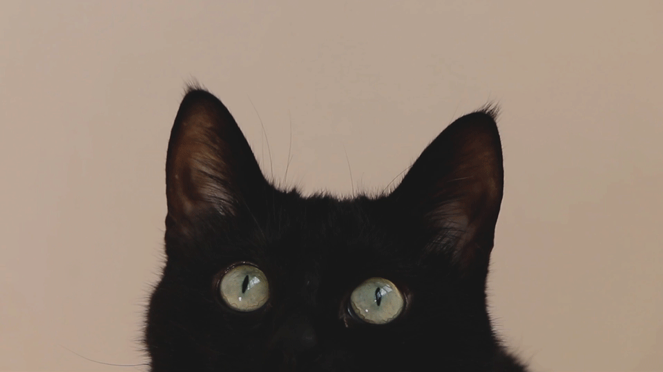 black kitty lookin